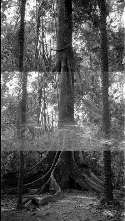 ÁRBOL 1