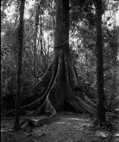 ÁRBOL 2